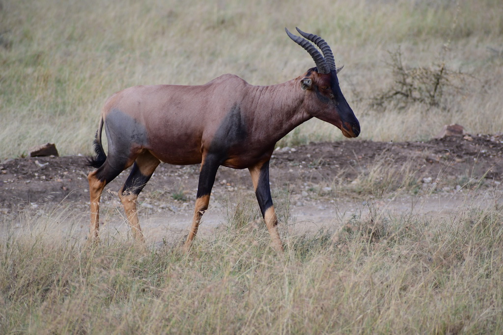 Central Serengeti